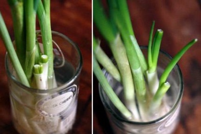 Sợ ngộ độc, chị em mách nhau trồng rau trong cốc, lọ